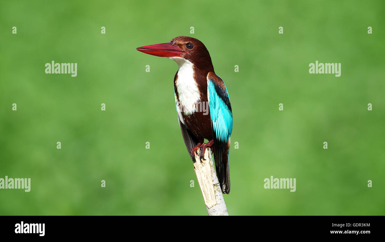 White-throated Kingfisher Banque D'Images