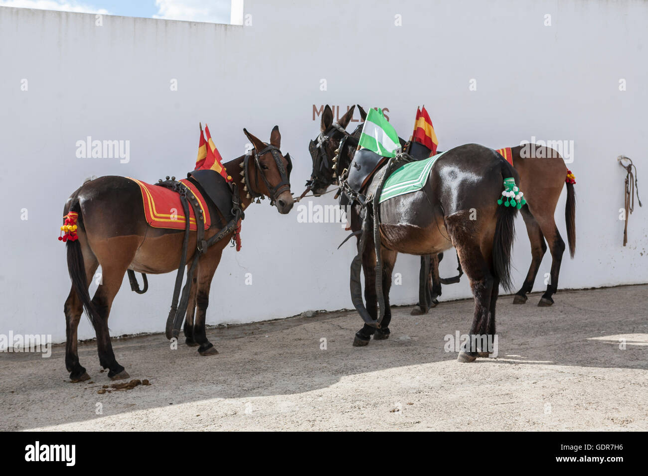 Faites glisser les mules sont Bull sont morts dans la corrida à l'abattoir  de l'arène de Pozoblanco, Espagne Photo Stock - Alamy