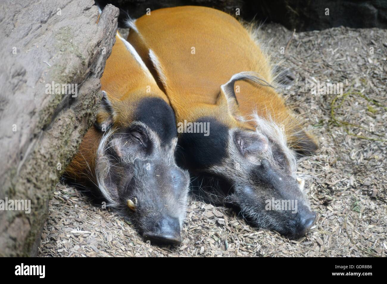 Les porcs de la rivière Rouge dans la terre au repos Banque D'Images