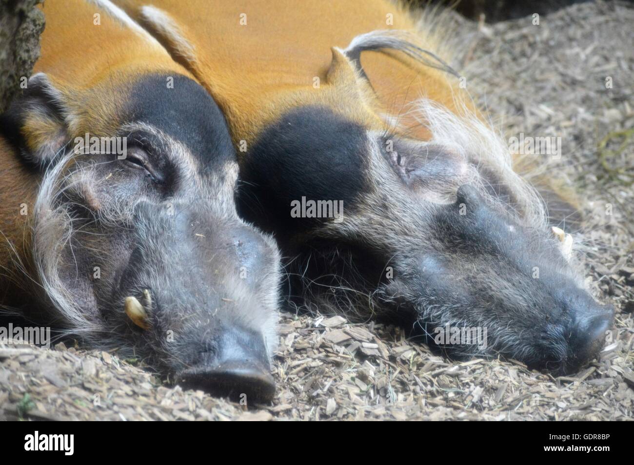 Les porcs de la rivière Rouge dans la terre au repos Banque D'Images