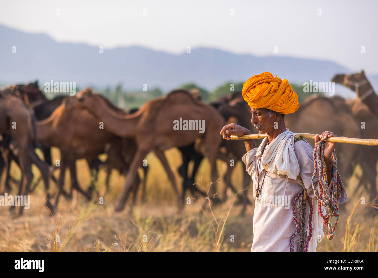 Pushkar, Rajasthan, Inde - Novembre 03, 2014 : Camel herder avec ses animaux à l'assemblée annuelle de chameau de Pushkar Pushkar juste juste. Banque D'Images
