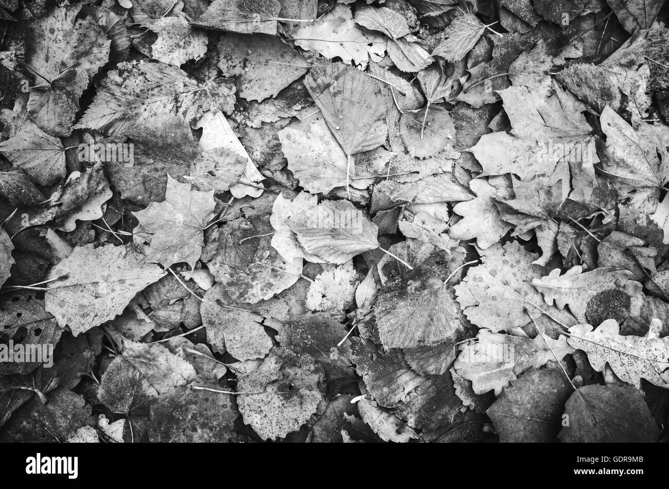 Les feuilles d'automne se sont couchés sur le sol, noir et blanc texture de fond photo Banque D'Images Les feuilles d'automne se sont couchés sur le sol, noir et blanc texture de fond photo Banque D'Images