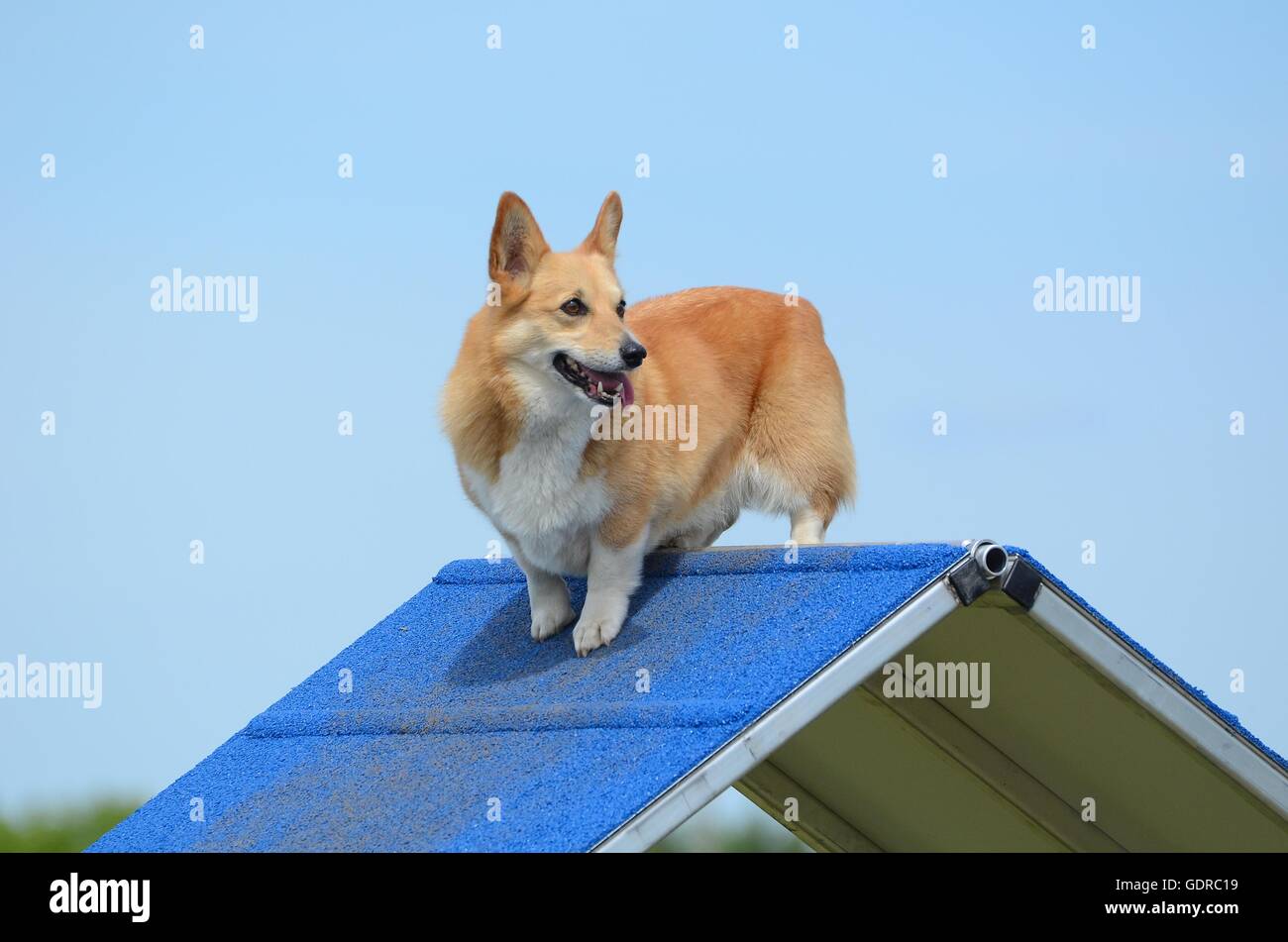 Pembroke Welsh Corgi debout sur un portique à un concours d'Agilité de chien Banque D'Images