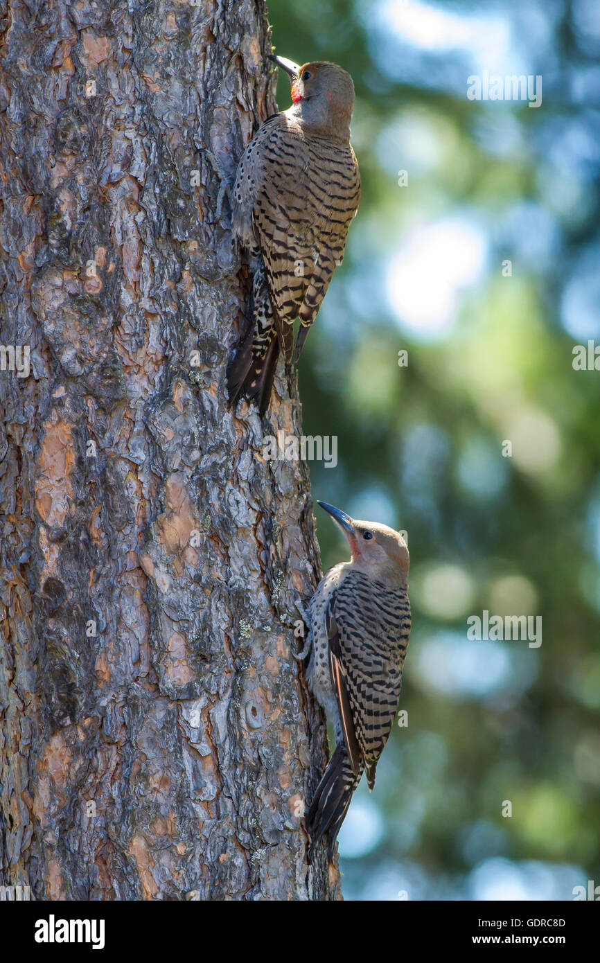 Paire de flamboyants sur l'arbre. Banque D'Images Paire de flamboyants sur l'arbre. Banque D'Images