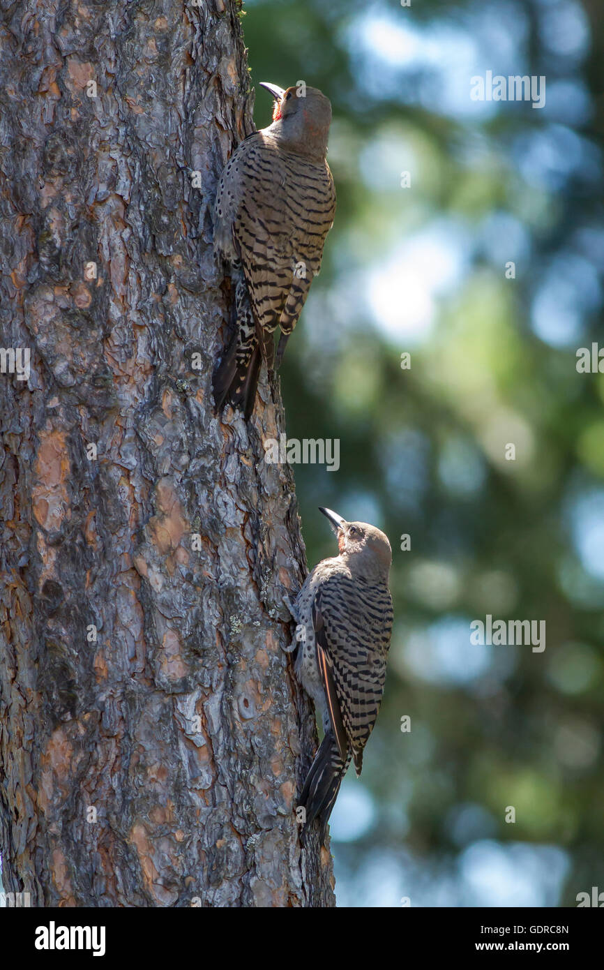 Deux flamboyants dans un arbre. Banque D'Images Deux flamboyants dans un arbre. Banque D'Images