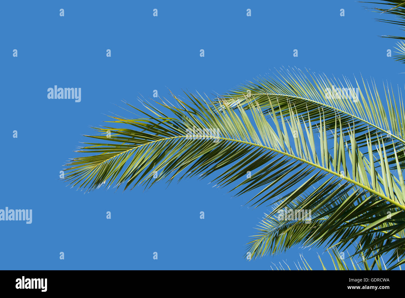Les feuilles de palmier et ciel Banque D'Images