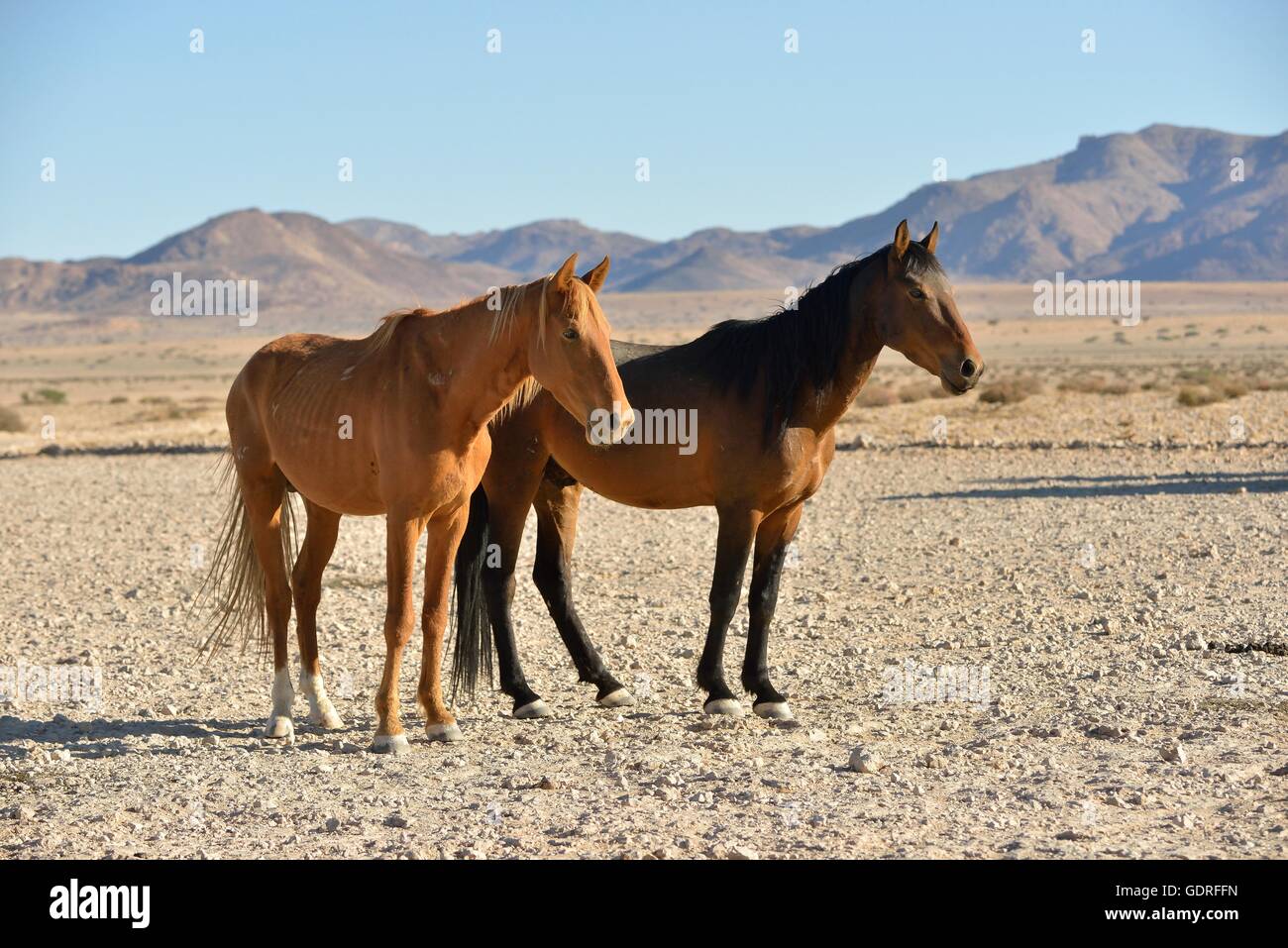 Désert du Namib chevaux (Equus ferus) dans le désert, près de l'abreuvoir à Garub, Aus, Région Karas, Namibie Banque D'Images