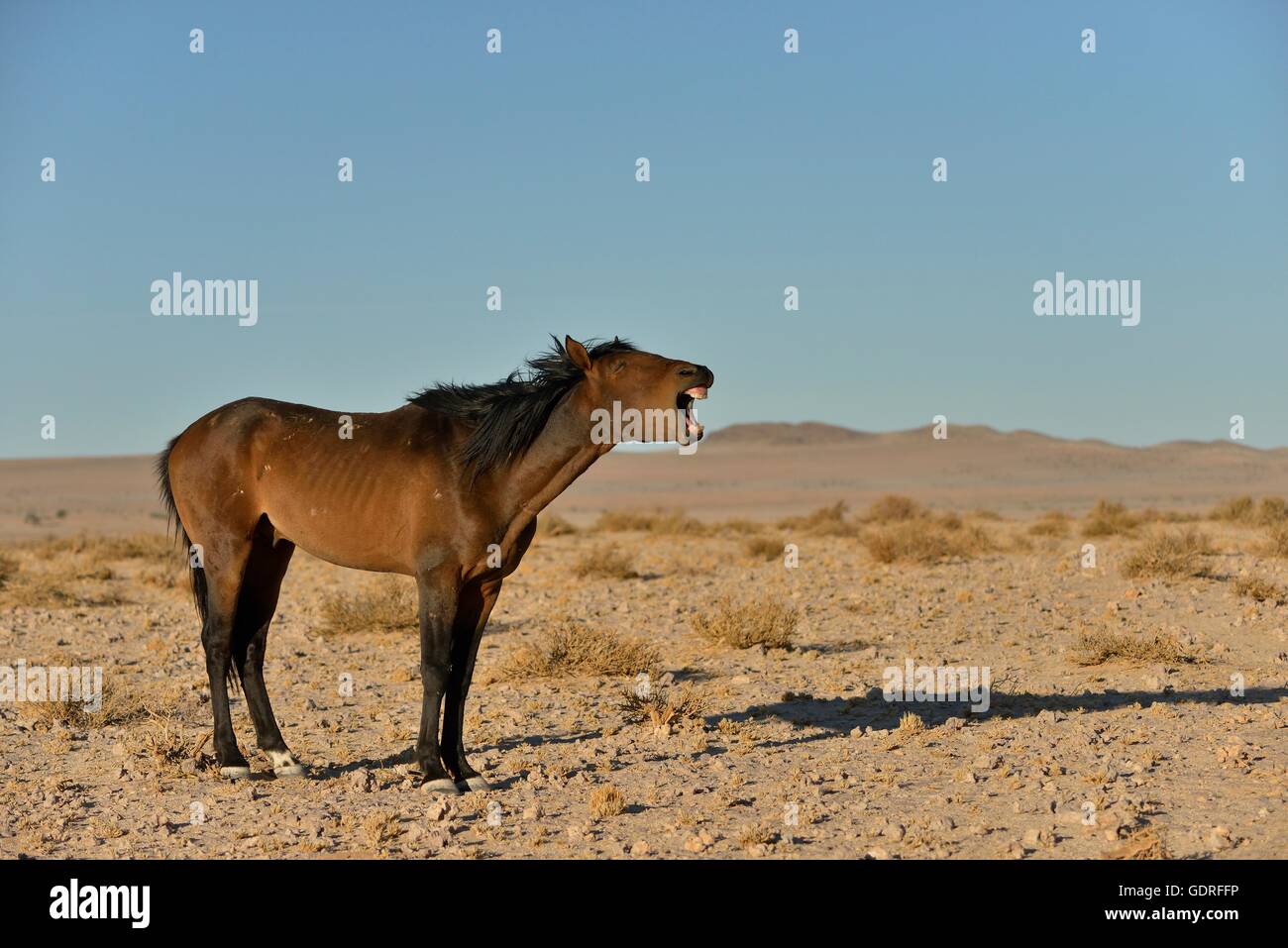 Hennissement de cheval du désert namibien, ou de chevaux sauvages du désert du Namib le cheval (Equus ferus) près de Garub waterhole, près de l'Aus, Région Karas Banque D'Images