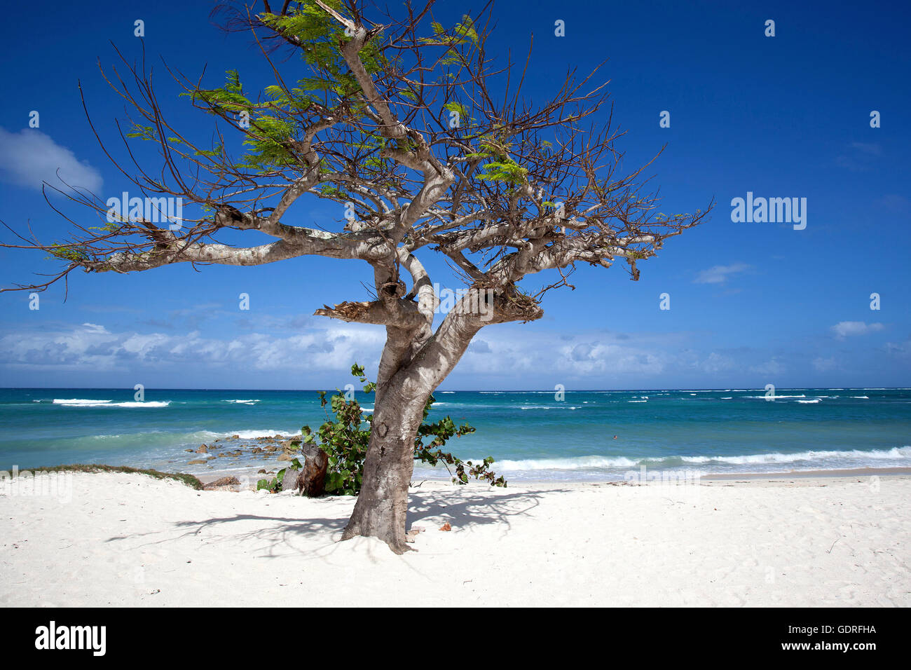 Cristal bleu de la mer et le vent a balayé tree à Playa Guardalavaca beach, province de Holguín, Cuba Banque D'Images