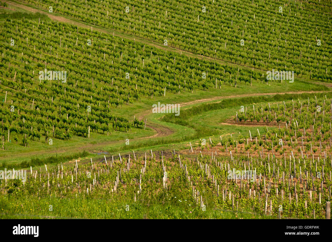 Vignoble de Monbazillac, Département de la Dordogne, région Aquitaine, France, Europe Banque D'Images