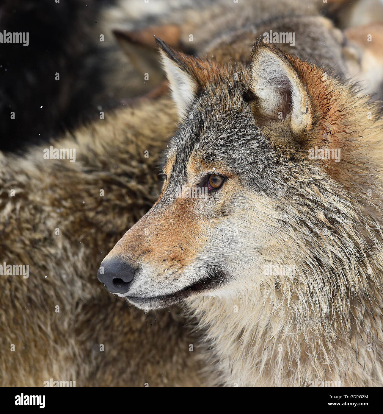 Captive gray wolf portrait winter Banque de photographies et d’images à ...
