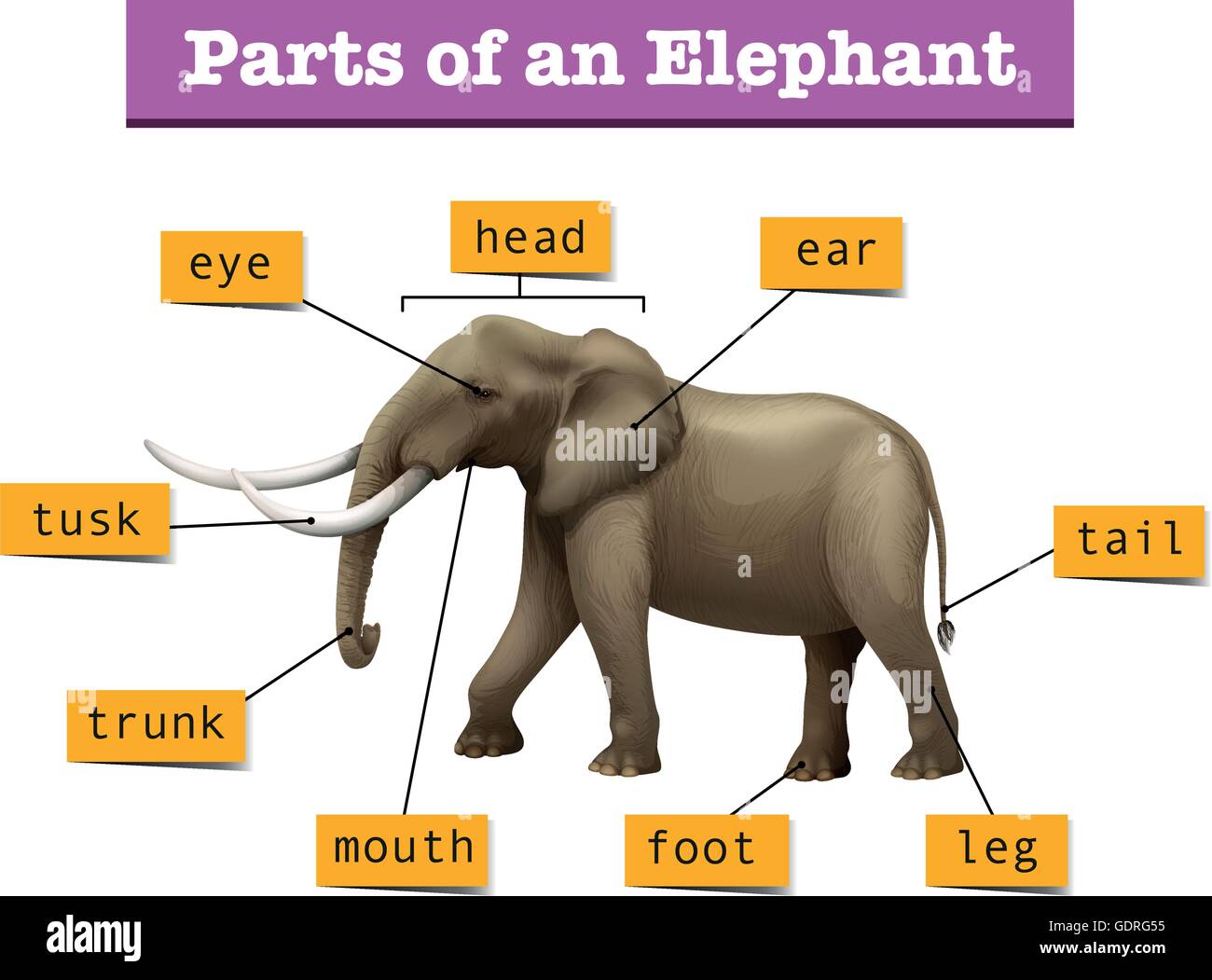 Différentes parties de l'illustration de l'éléphant sauvage Illustration de Vecteur