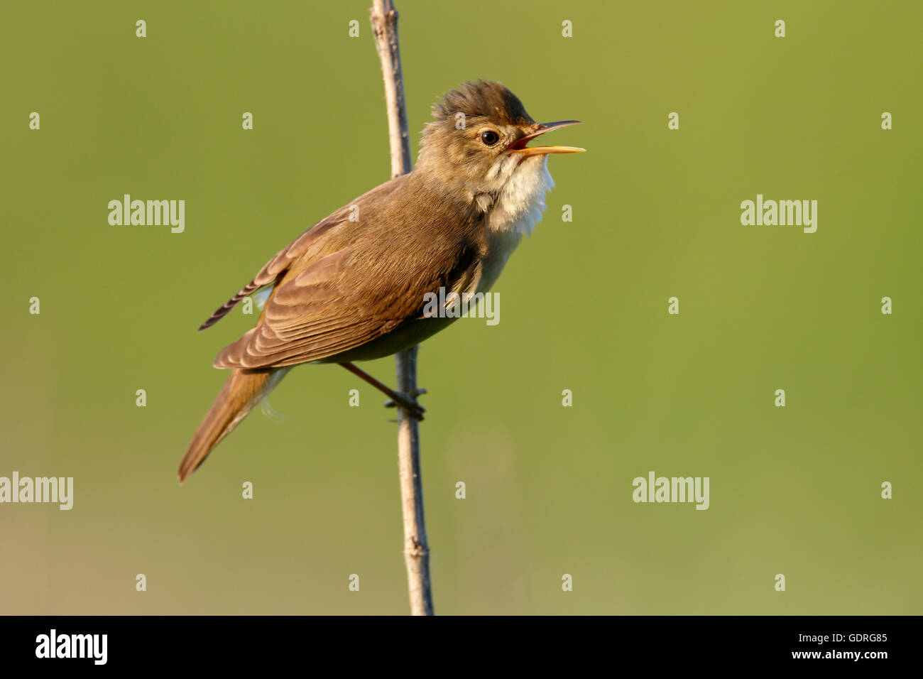 Marsh Warbler (Acrocephalus palustris) appelant, homme sur chanson post, milieu de la Réserve de biosphère de l'Elbe, Saxe-Anhalt, Allemagne Banque D'Images