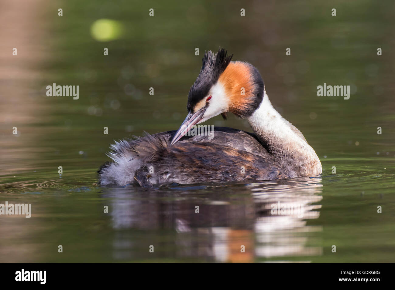 Grèbe huppé (Podiceps cristatus), lissage, Nettetal, Rhénanie du Nord-Westphalie, Allemagne Banque D'Images
