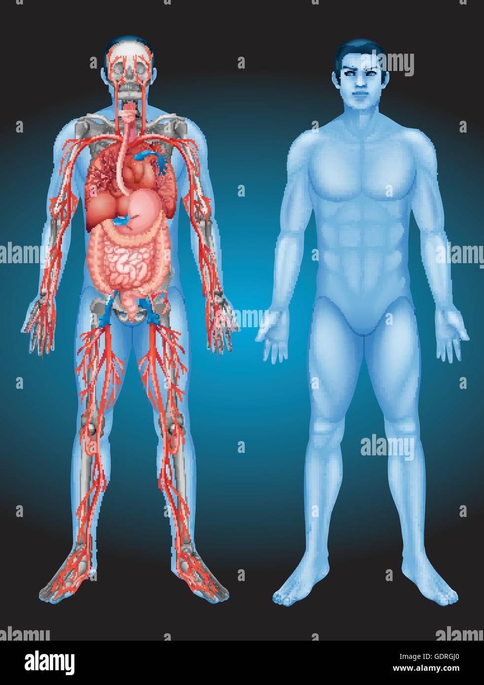 L'anatomie humaine avec différents organes illustration Illustration de Vecteur