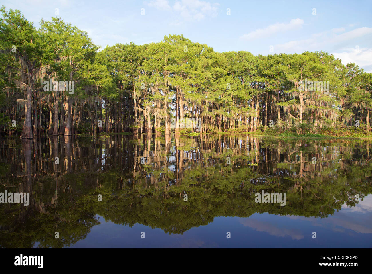 Cyprès à tête blanche (Taxodium distichum) arbres qui poussent dans le marais d'Atchachalaya avec réflexion forestière dans l'eau, dans le sud de la Louisiane Banque D'Images