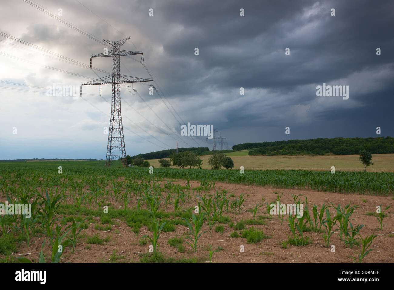 Le plant de maïs. La terre sèche de l'argile fissurée avec fleur verte dernier avant de forte tempête Banque D'Images