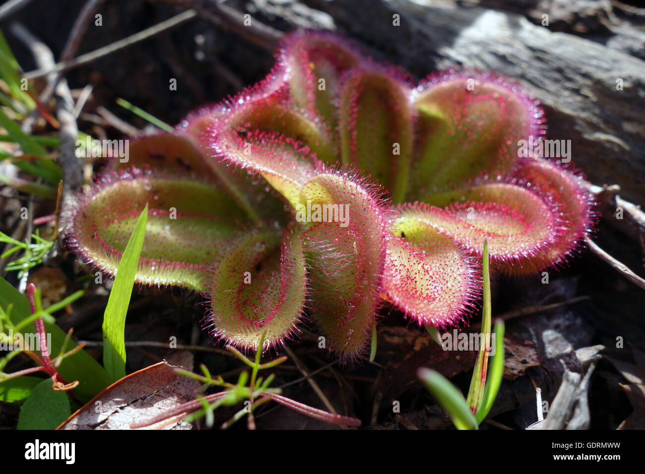 Plantes carnivores, Drosera (Drosera macrophylla), Roleystone, collines de Perth, Perth, Australie occidentale Banque D'Images