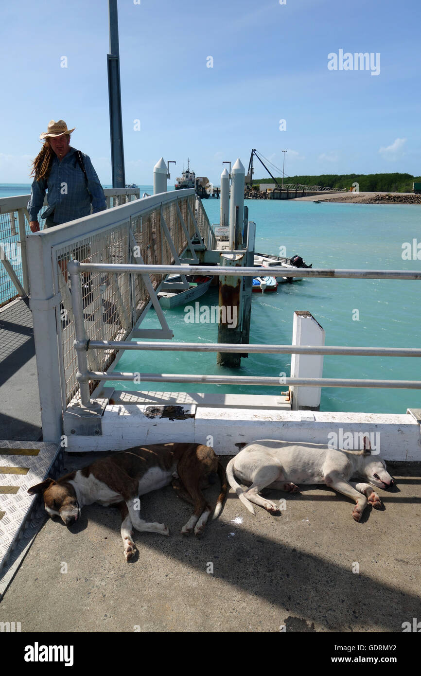 Couchage chiens à l'ombre jetée sur l'Île, corne, détroit de Torres, Queensland, Australie. Pas de monsieur ou PR Banque D'Images