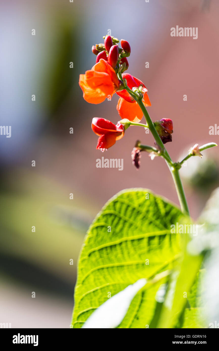 Des fleurs sur un bean plant contre un arrière-plan flou. Banque D'Images