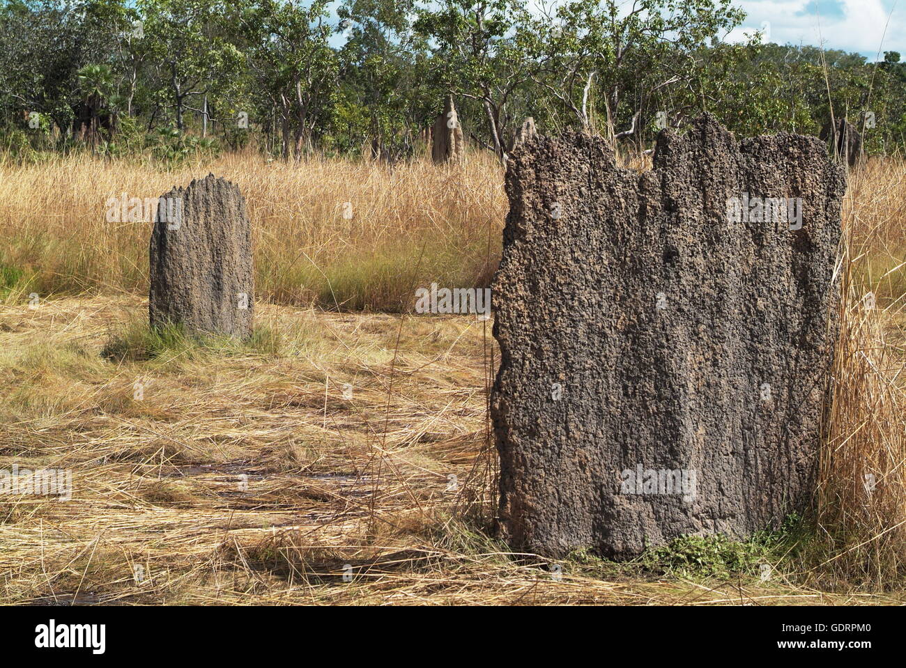 Zoologie / les animaux, les insectes, les termites (isoptères), les termitières magnétiques à Lichtfield-Nationalpark Additional-Rights Clearance-Info,--Not-Available Banque D'Images