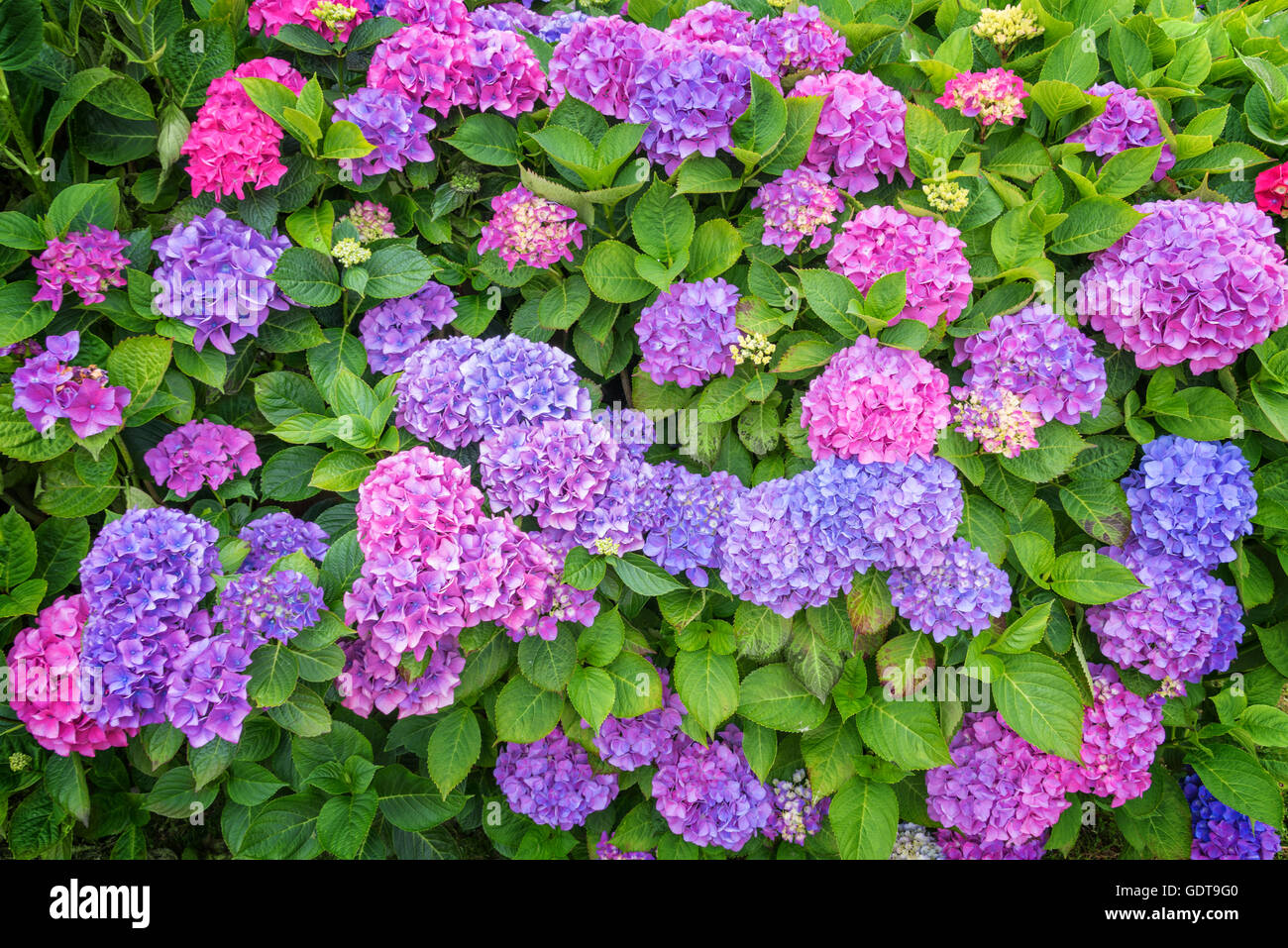 Hortensia rose et bleu parterre dans un jardin Banque D'Images