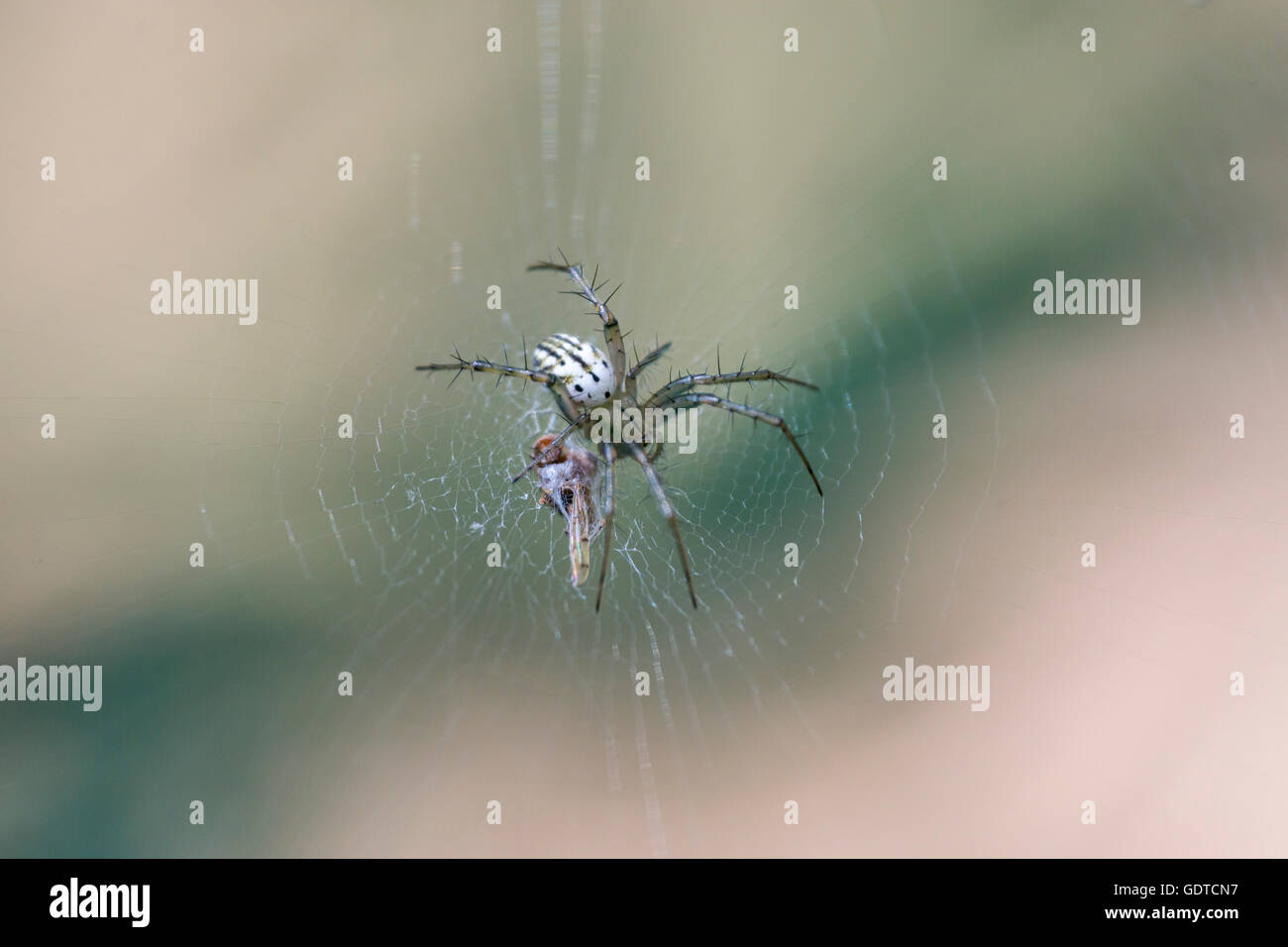 Spider blanc détient la proie on web Banque D'Images