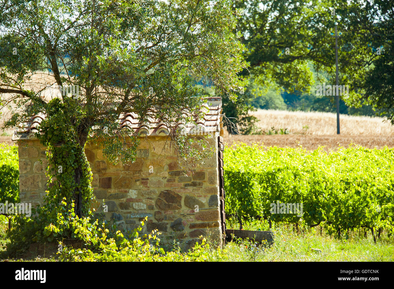Scène rurale avec vigne et olivier à côté d'une cabane en pierre dans la Toscane, Italie Banque D'Images