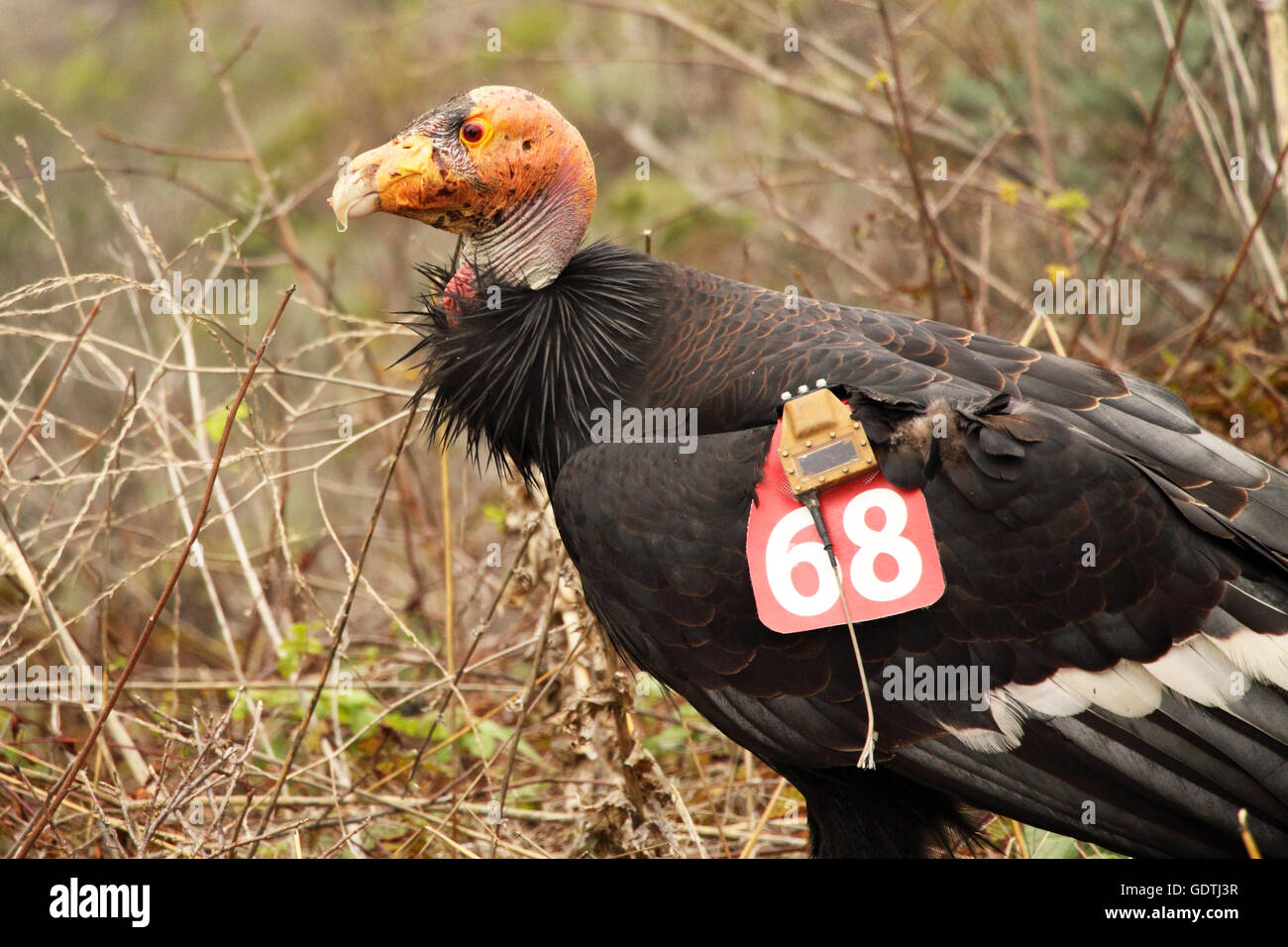Un Condor de Californie jusqu'ébouriffé. Banque D'Images