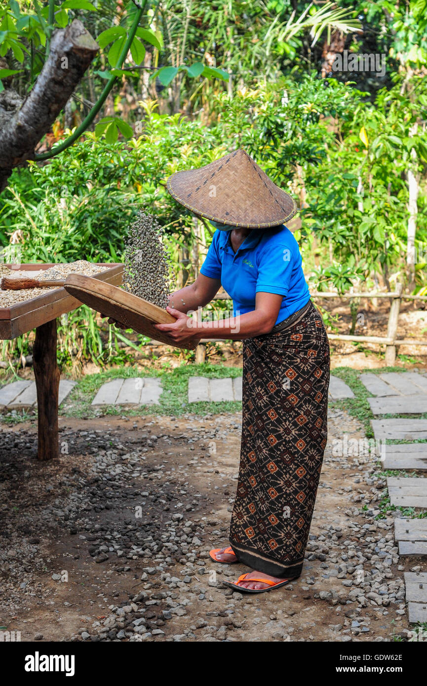 Une femme dans un café Baker à Bali en travaillant avec des grains de café luwak non transformés Banque D'Images