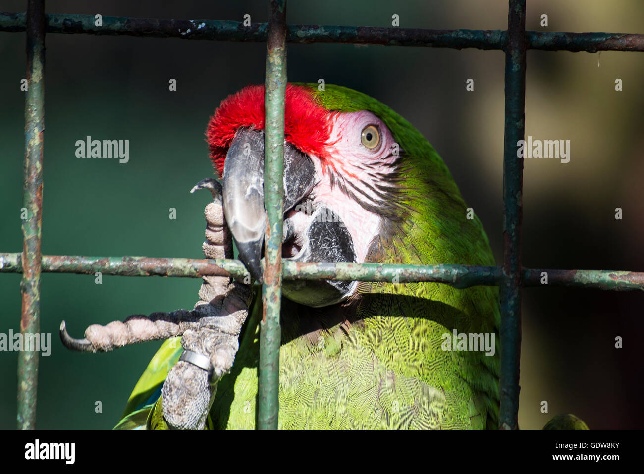 Un perroquet en captivité dans un zoo Banque D'Images