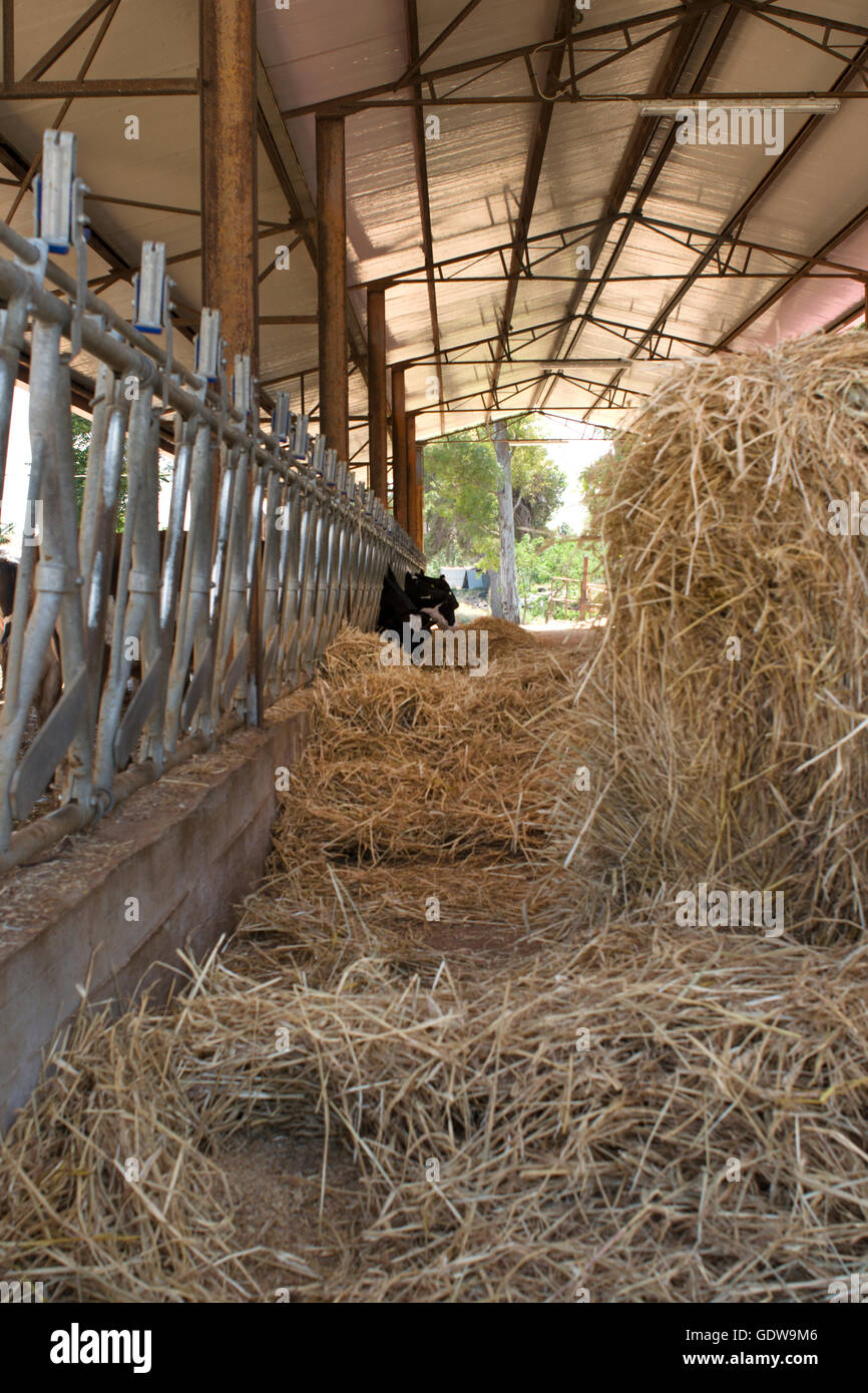 Disque de l'alimentation des vaches dans une étable Banque D'Images