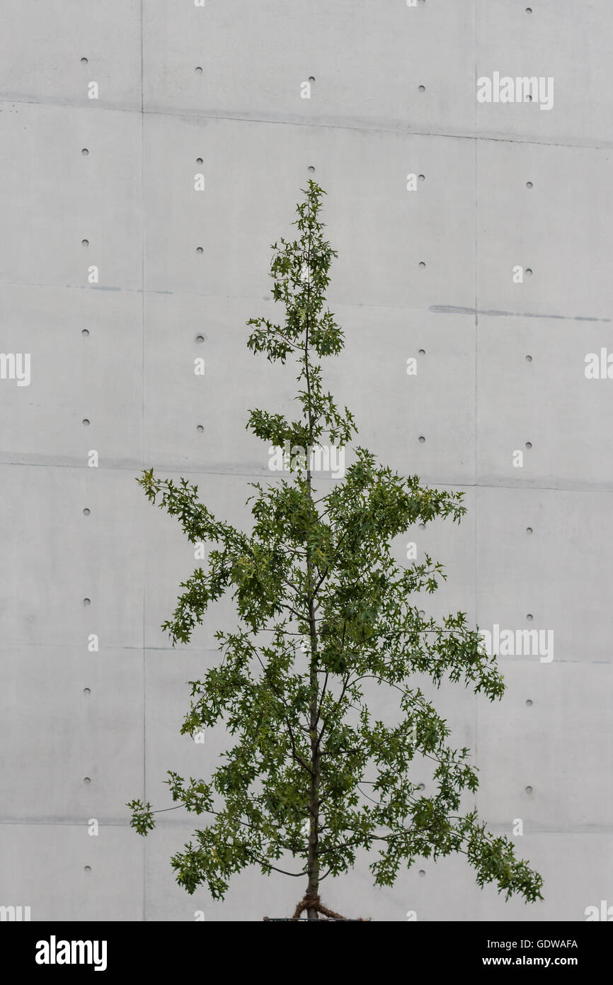 Petit arbre mur de béton /fond de ciment Banque D'Images