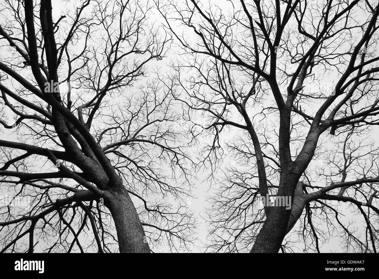 Enchevêtrement de branches - Tree vu à Karnataka rural Banque D'Images