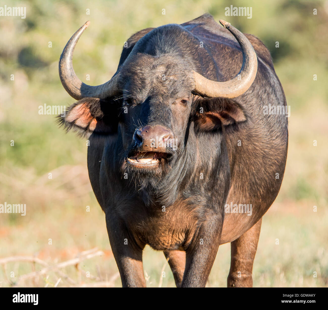 Closeup portrait of an African Buffalo dans le sud de la savane africaine Banque D'Images