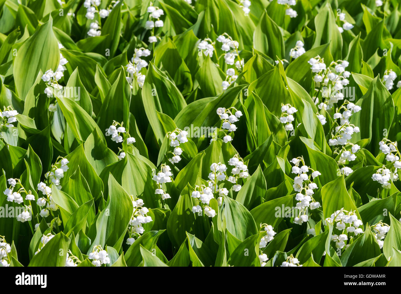 Fleurs de lis de la vallée des fleurs au printemps jardin Banque D'Images