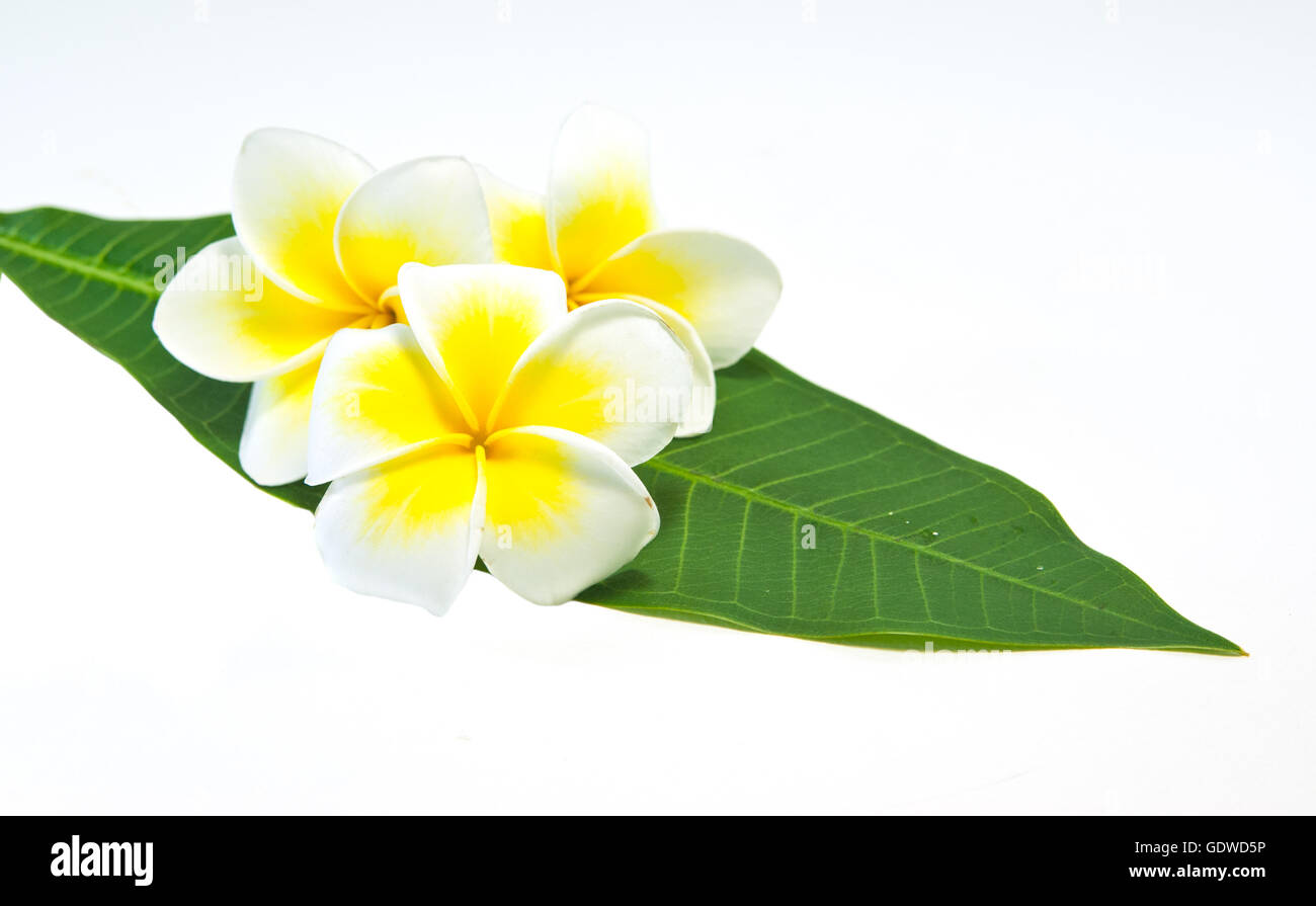 Frangipani sur fond blanc . une fleur originaire d'Asie. Banque D'Images
