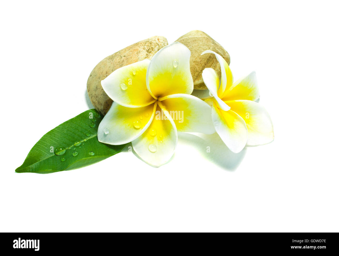 Frangipani sur fond blanc . une fleur originaire d'Asie. Banque D'Images