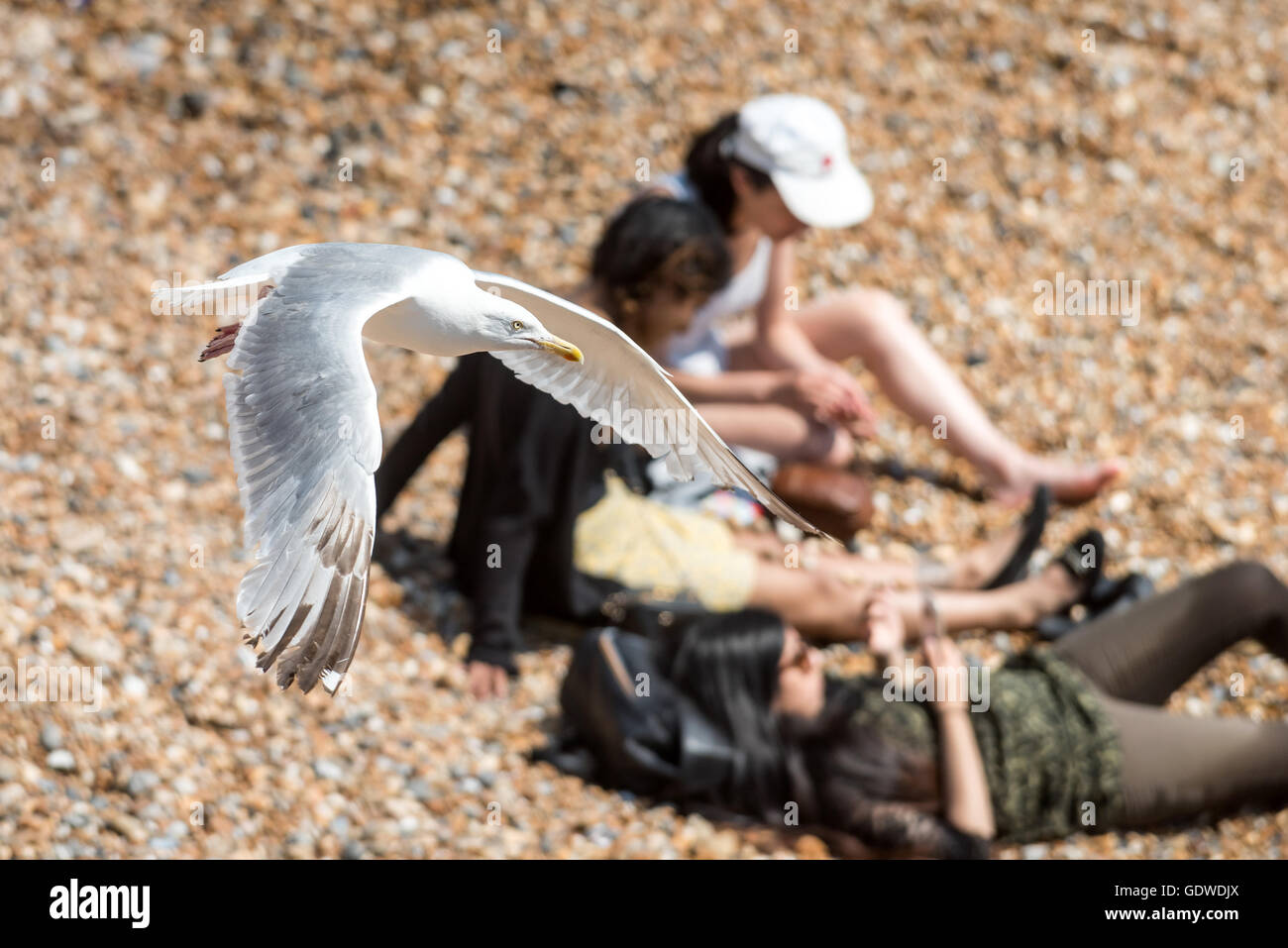 Une mouette swooping sur daytrippers sur la plage de Brighton. Banque D'Images