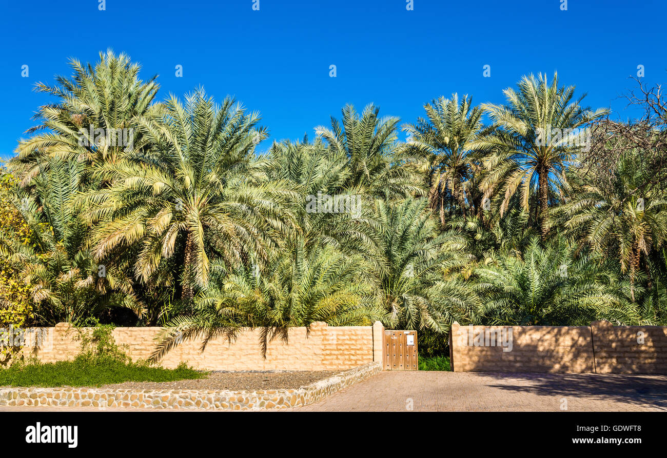 Palmiers dans l'Oasis d'Al Ain, l'Émirat d'Abu Dhabi Banque D'Images