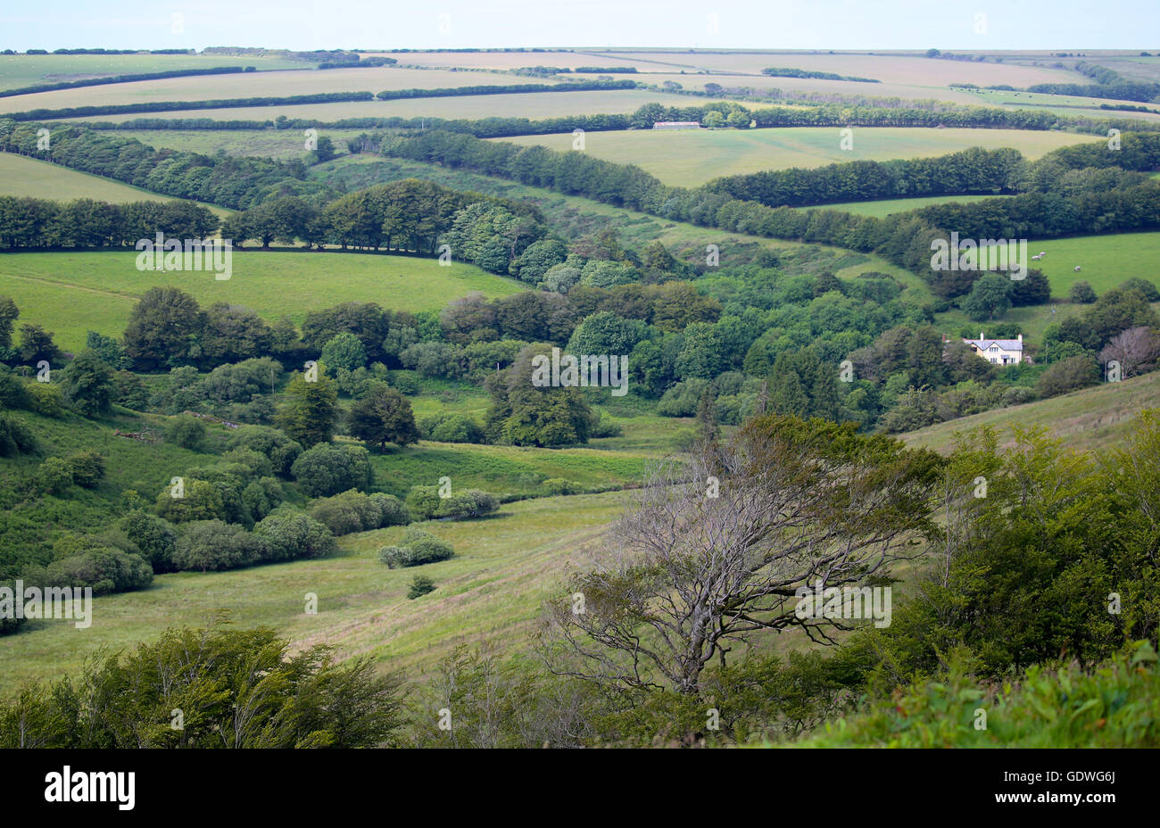 Une vue parfaite du Devon , campagne avec maison blanche entre les arbres Banque D'Images