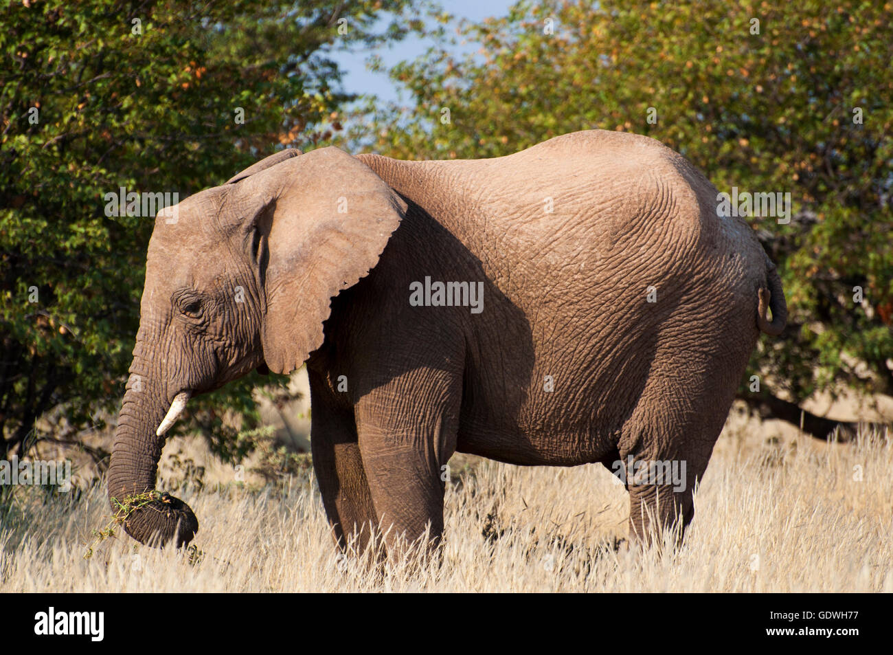 Éléphant dans la savane, en Namibie, Afrique Banque D'Images Éléphant dans la savane, en Namibie, Afrique Banque D'Images