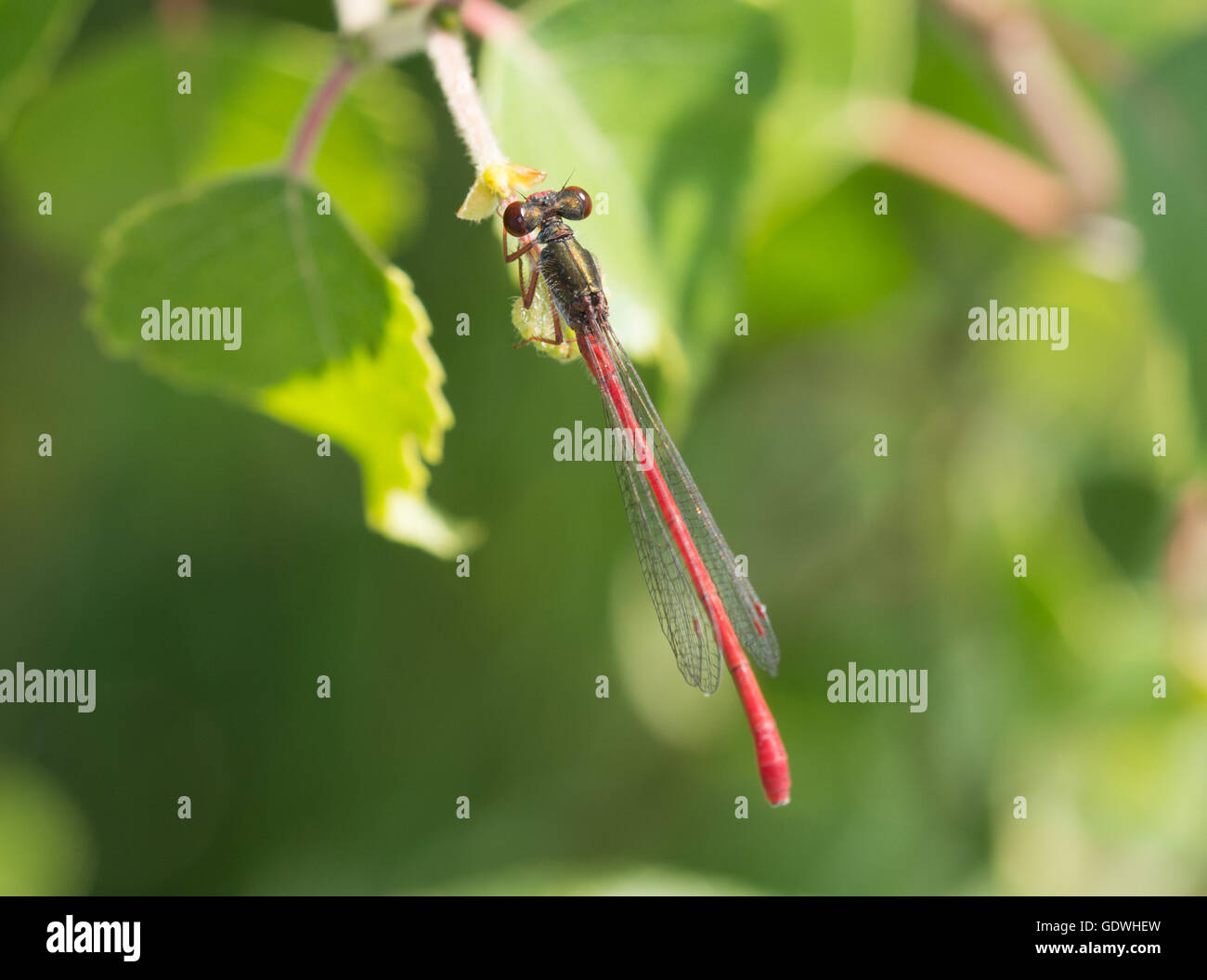 Mâle petite demoiselle rouge (Ceriagrion tenellum) dans le Surrey, Angleterre, Royaume-Uni Banque D'Images