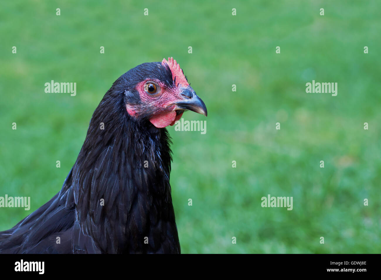 Une gamme Black Australorp hen on Green grass Banque D'Images