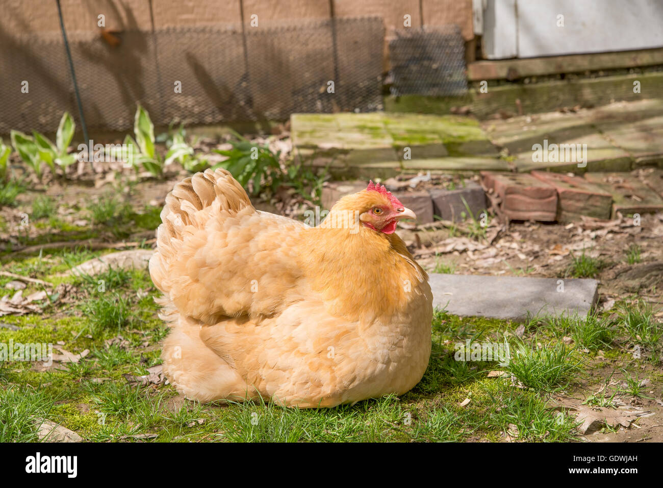 Une poule a ses plumes fluffed et c'est protéger sa couvée. La poule est assis sur l'herbe avec ses poussins cachés sous il Banque D'Images