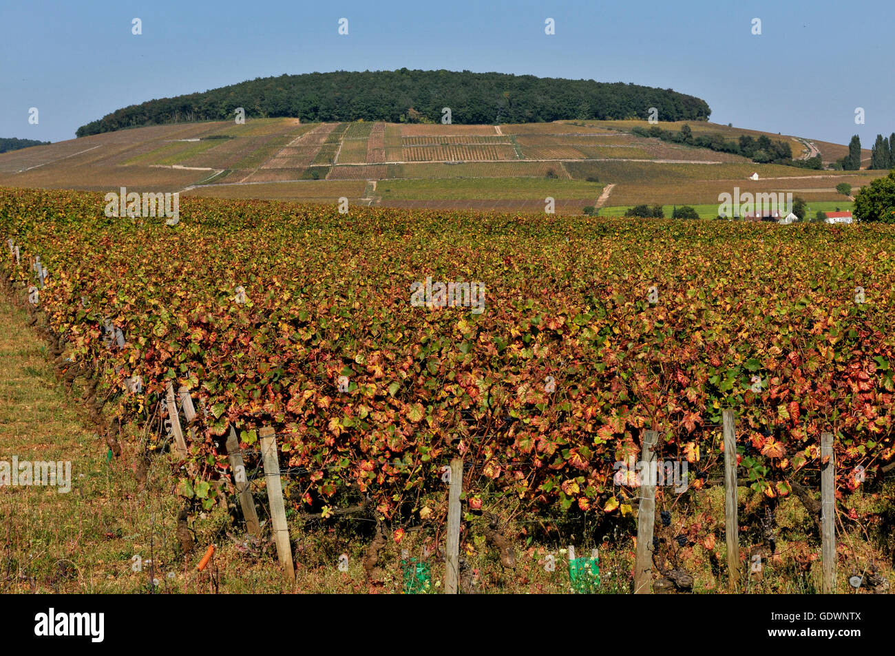 Le Corton-Charlemagne vignes, Bourgogne, France Banque D'Images