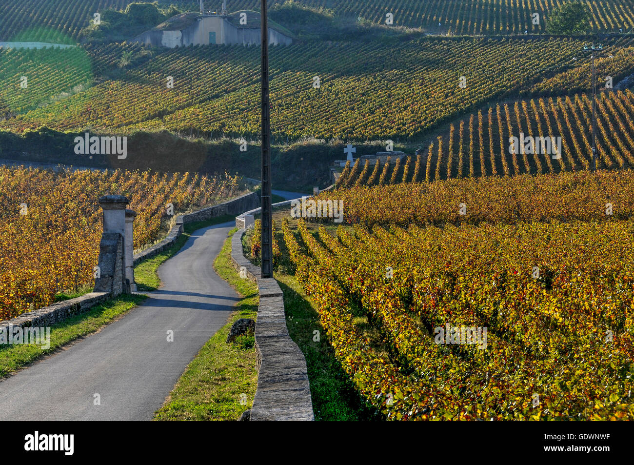 Vignoble de Vosne-Romanée en automne, Bourgogne France Banque D'Images