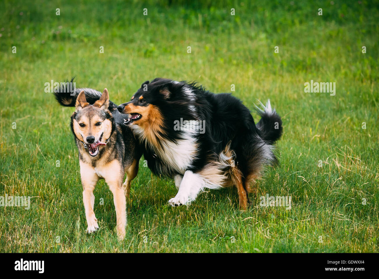 Shetland Sheepdog Sheltie, Collie, jouer avec Mixed Breed Dog trois pattes de taille moyenne en été en plein air de l'herbe. L'exécution de chien heureux Banque D'Images
