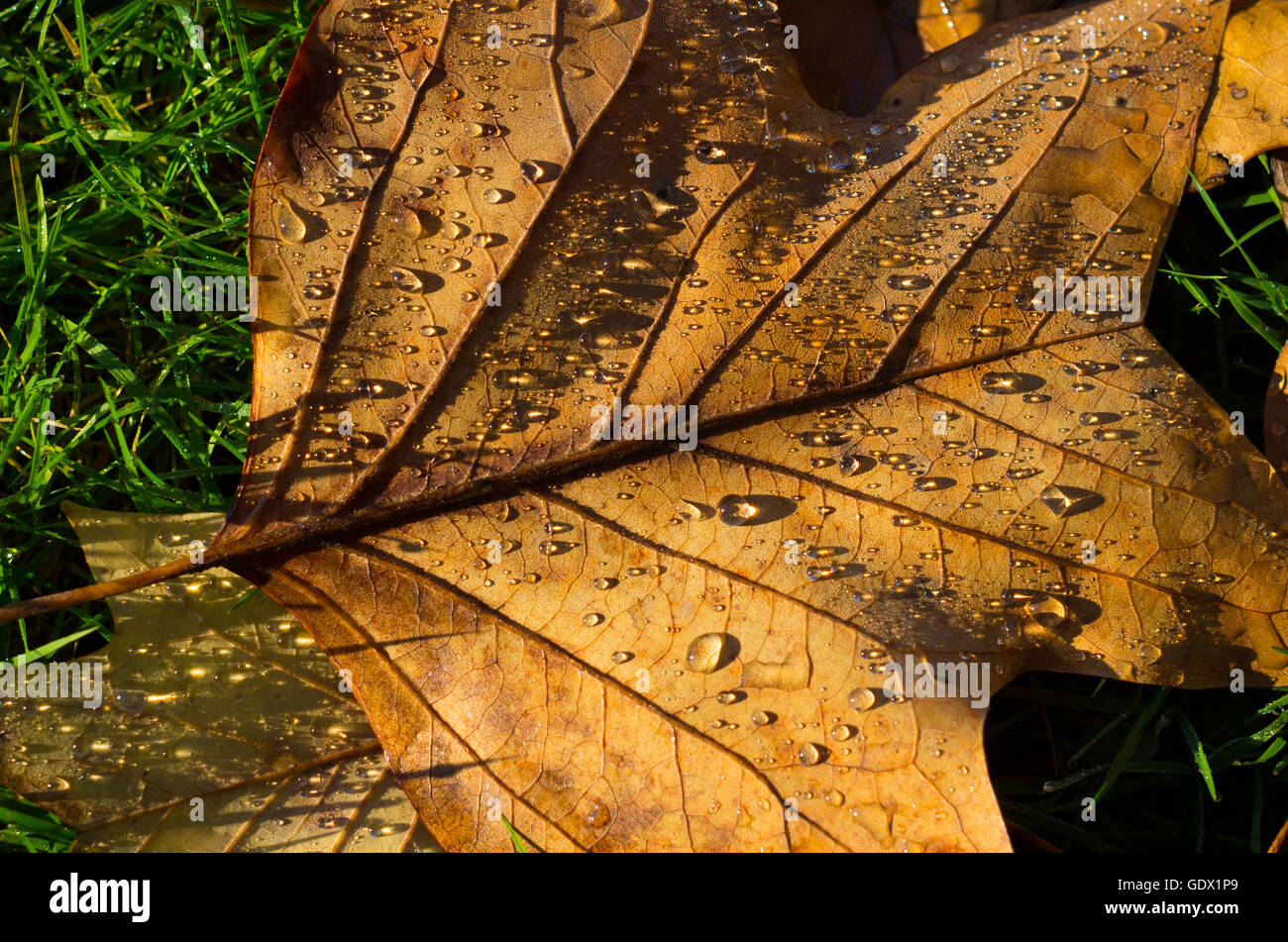 L'automne les feuilles tombées à l'eau gouttes Banque D'Images