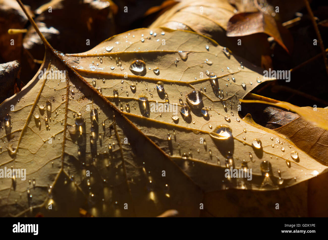 L'automne les feuilles tombées à l'eau gouttes Banque D'Images